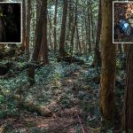 Aokigahara, Hutan Paling Angker dan Berhantu di Jepang