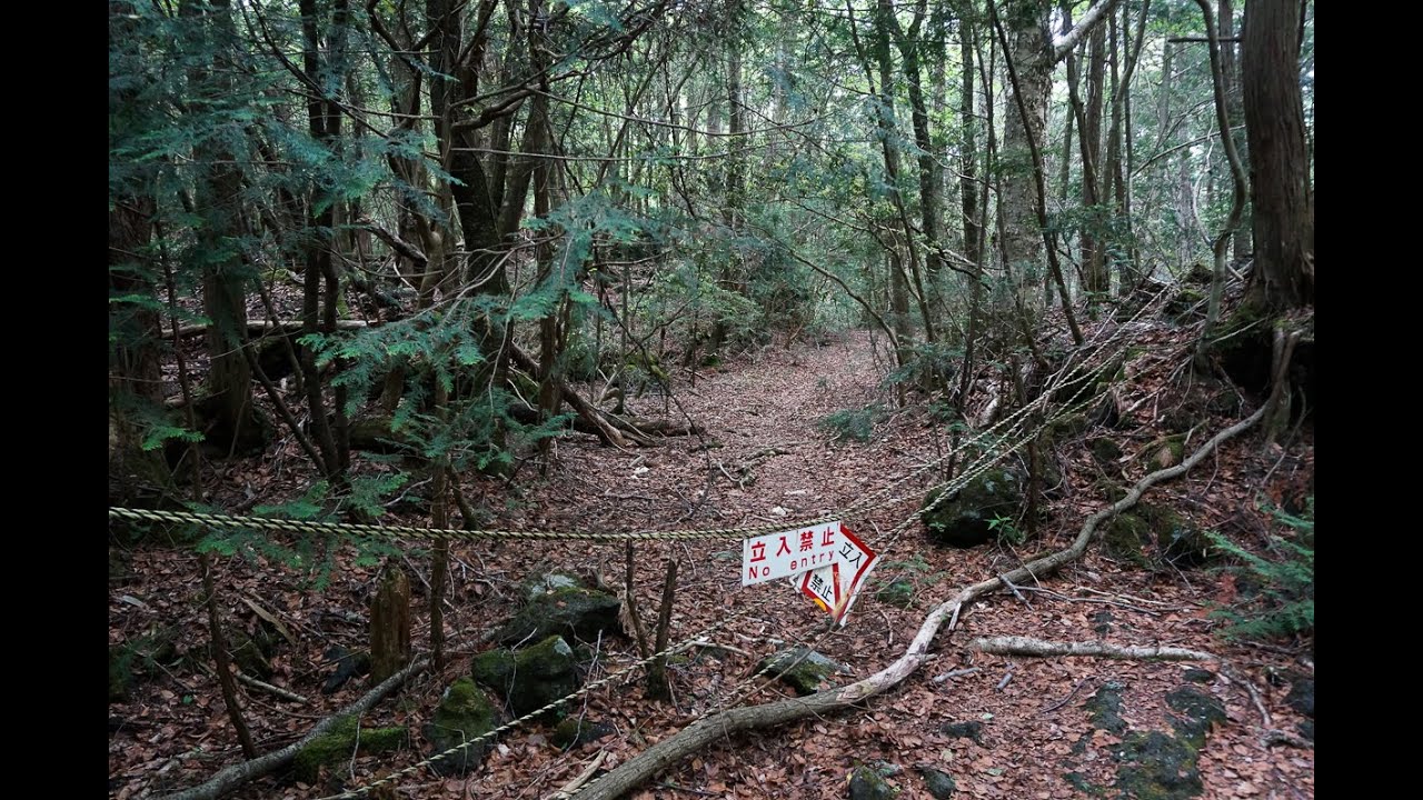 Hutan Bunuh Diri Aokigahara